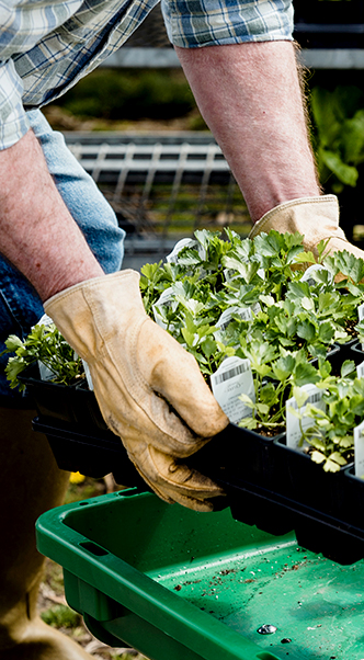 Les avantages et les inconvénients de l'agriculture urbaine 1