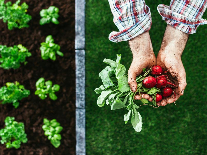 A escolha da agricultura biológica - vantagens e desvantagens 1