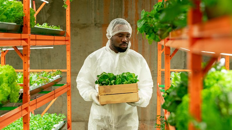 Everything You Need To Know About Vertical Farms