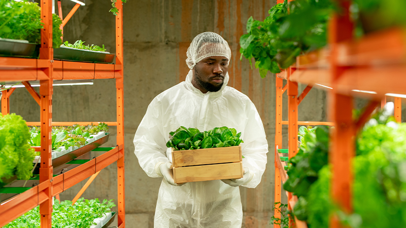 Tout ce que vous devez savoir sur l’agriculture verticale