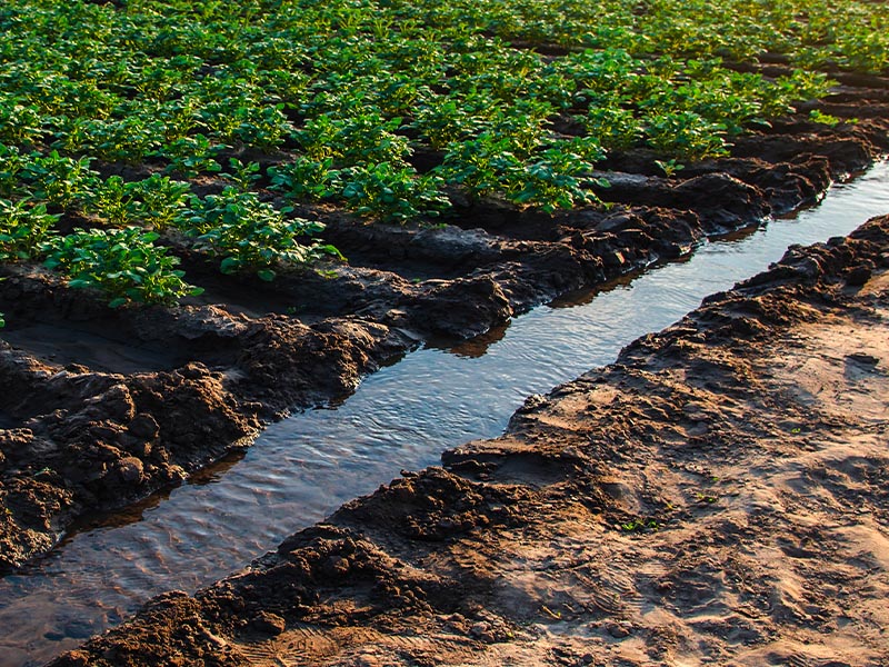 Come gestiremo l'uso dell'acqua in agricoltura in futuro? | Nuovo episodio di Global Trends 1
