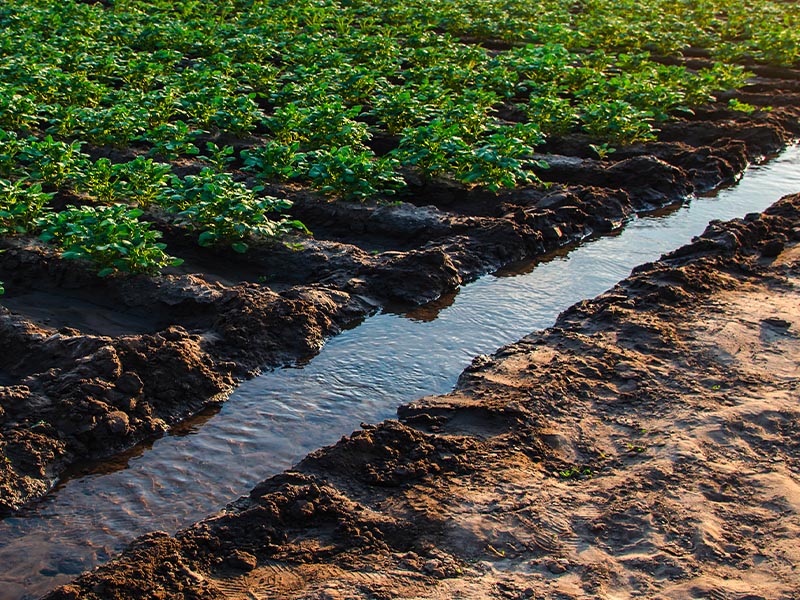 Comment gérer l'exploitation de l'eau dans l'agriculture de demain ? | Nouvel épisode de Global Trends 1