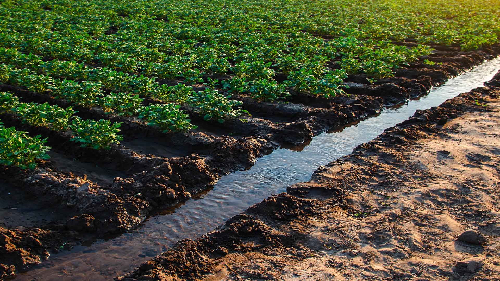 How will we manage the use of water in agriculture in the future? | New Global Trends episode