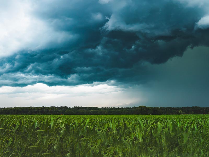 Hur kan lantbrukare reagera på klimatförändringarna? | Nytt avsnitt av Globala trender 1