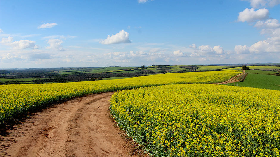 L'environnement