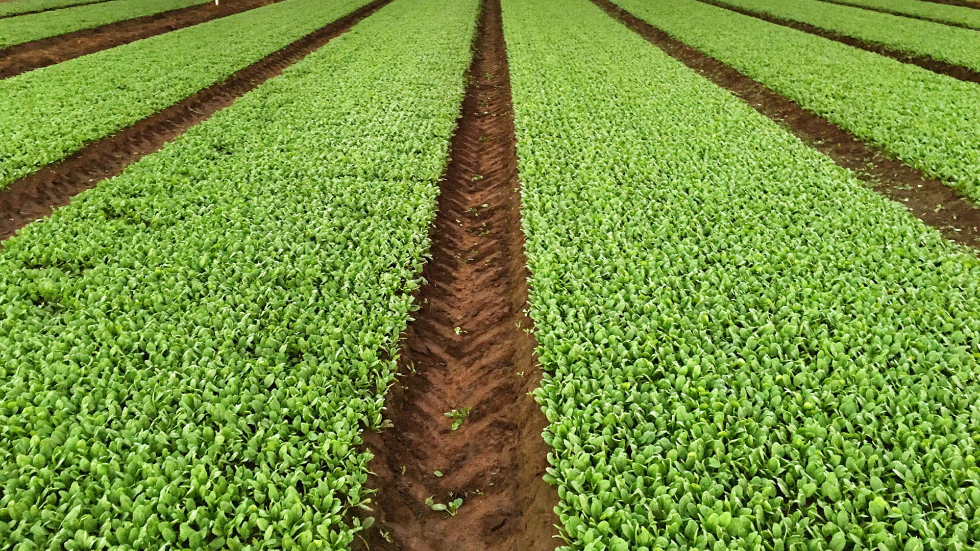 Sustainable farming: 10 best practices