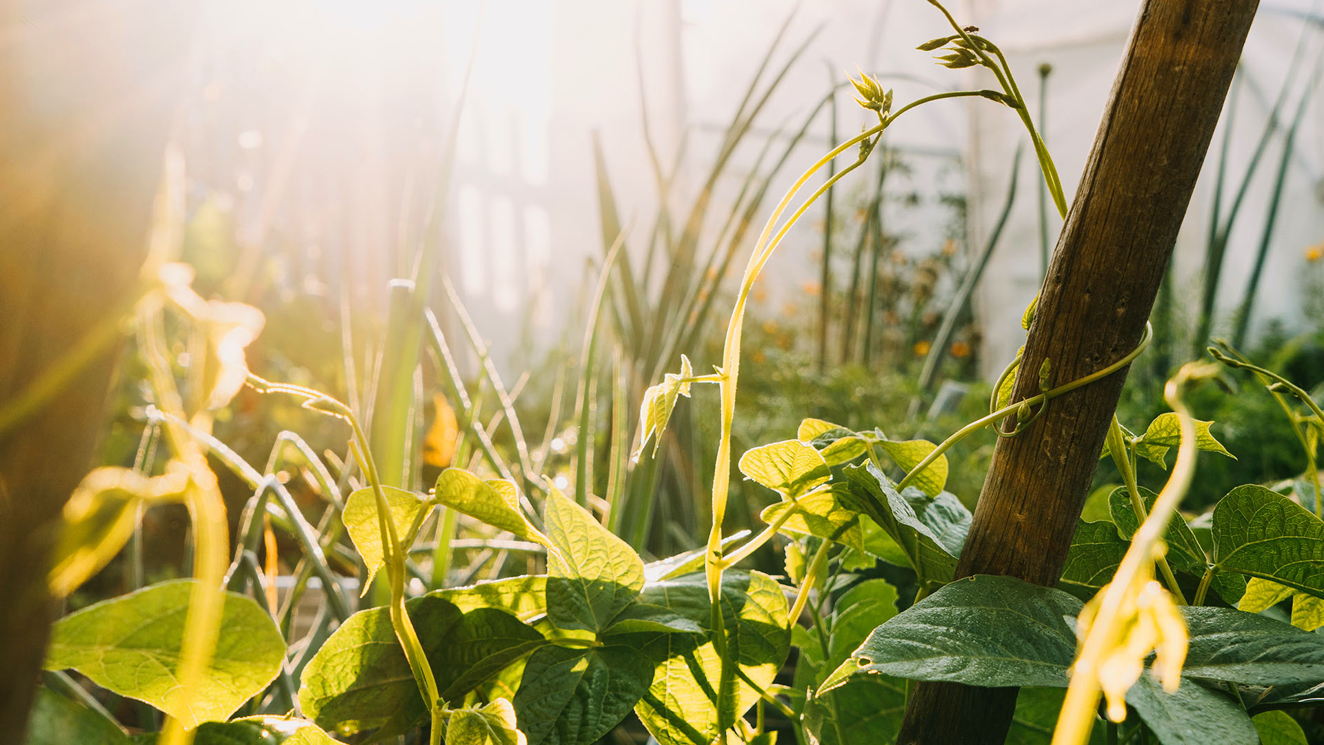 La "Agricultura Permanente " de la Permacultura: ¿Cómo Podemos Crecer Juntos?