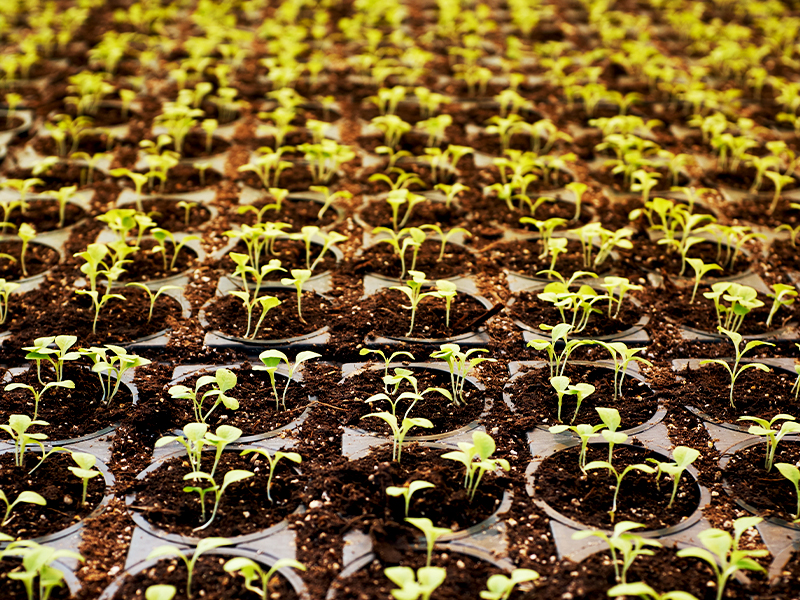 Como as micro-redes tornam a agricultura mais sustentável? 1