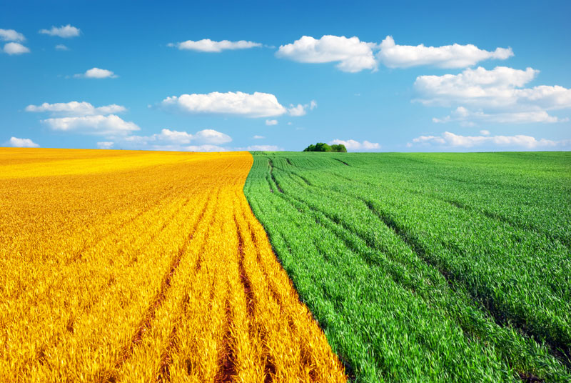 Interrelación Entre Agricultura y Cambio Climático 2